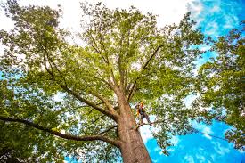 Best Tree Health Inspection  in Sanford, CO