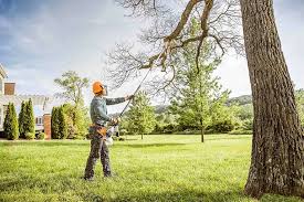 Best Tree Trimming and Pruning  in Sanford, CO