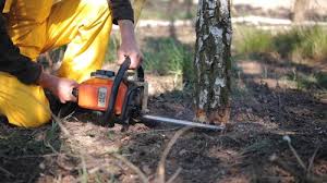 Best Tree Cabling and Bracing  in Sanford, CO