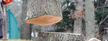 Best Commercial Tree Services  in Sanford, CO
