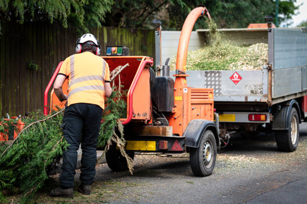 Best Tree Disease Treatment  in Sanford, CO
