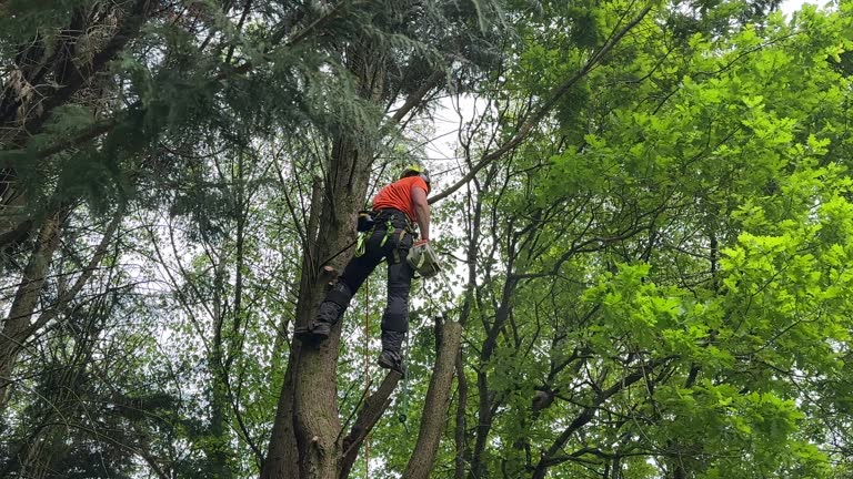 Best Arborist Consultation Services  in Sanford, CO