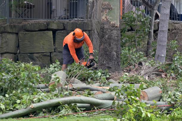 Best Hazardous Tree Removal  in Sanford, CO