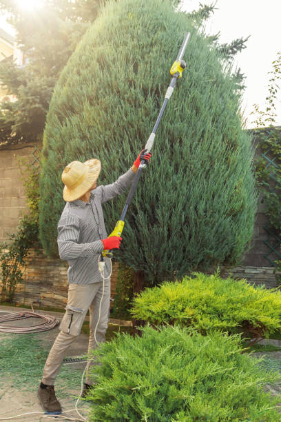 Best Lawn Irrigation Installation and Maintenance  in Sanford, CO